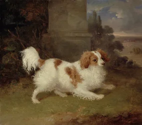 Un épagneul Blenheim, vers 1820-30